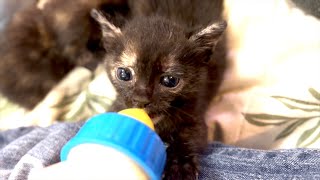【子猫と黒猫】ミルクを飲むジジ、ヘソ天でくつろぐキキ🐈💕最後は猫じゃらしに夢中！#かわいい猫 #ミルク #猫動画 