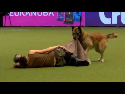 Crufts 2017 Lusy & Deril - heelwork to music international freestyle - Military