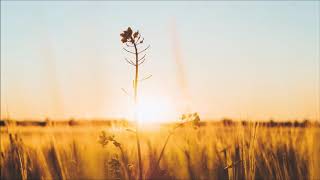 Max Cooper - Rule 110 (Synkro Remix)