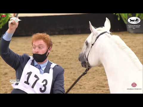 N 173 SULTAN AL RAYYAN   6th Qatar Nat  Arabian Peninsula HS for individual Owners   Stallions 4 6 Y