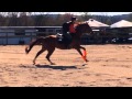 Tabula Rasa - OTTB - CCWC - Adult Amateur Speed Champ - Running Blood