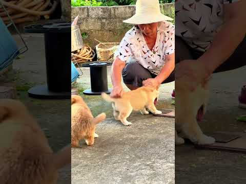 狗狗：哈哈，今天还是没有嘎 #中华田园犬 #中华田园犬大黄 #黄狗白面