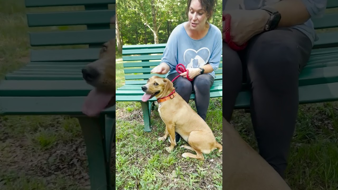 Enlarge Blondie, a Adoptable mixed breed in Tuscaloosa, AL video 6/6