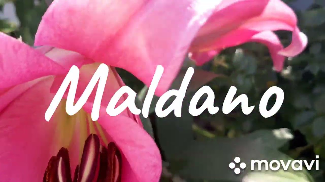 Лилия Maldano