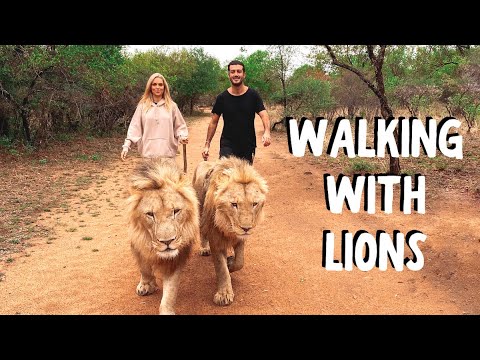 VLOG: WALKING WITH LIONS | South Africa Safari Travel (part 2)