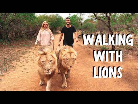 VLOG: WALKING WITH LIONS | South Africa Safari Travel