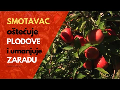 SIGURNO Rešenje Protiv Jabukinog SMOTAVCA je Novi Insekticid DELEGATE