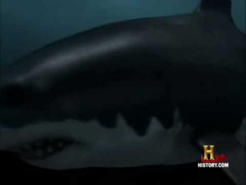 Megalodon vs Deinosuchus