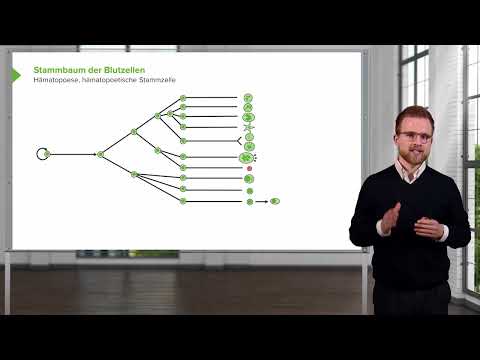 Blutsystem: Blut und Erythrozyten
