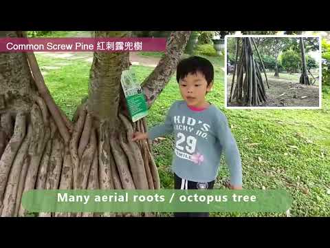 紅刺露兜樹種子處理
