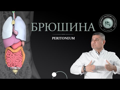 Брюшина / Peritoneum. Серозные оболочки