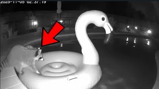 Top 15 Raccoon Moments CAUGHT on CAMERA You Won't Believe