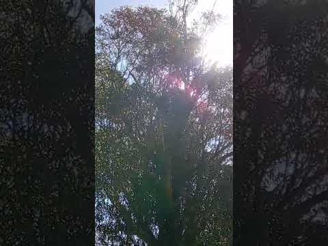 Plaza Lezica en Villa Colón- Montevideo.