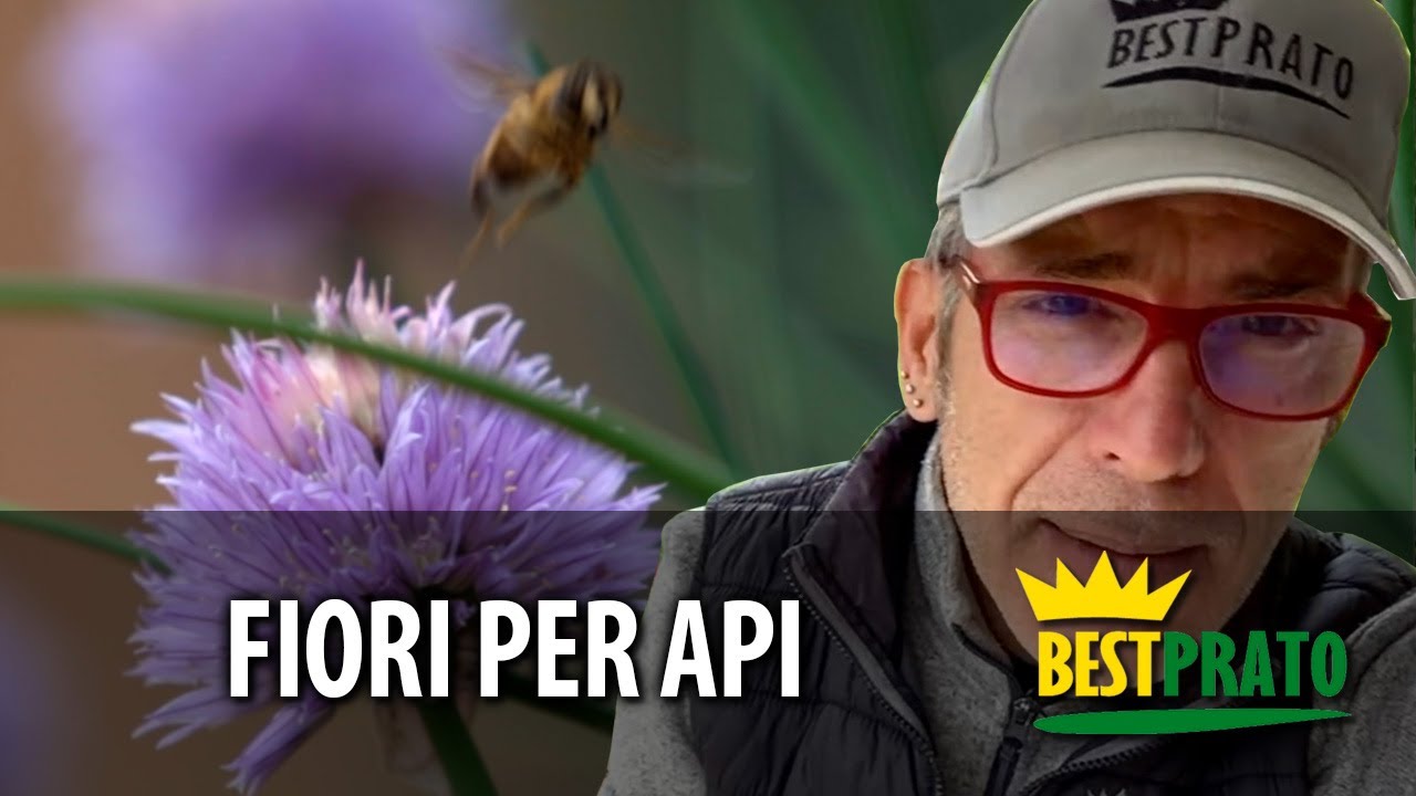 QUALI FIORI PIANTARE PER LE API GUIDA PRATICA!