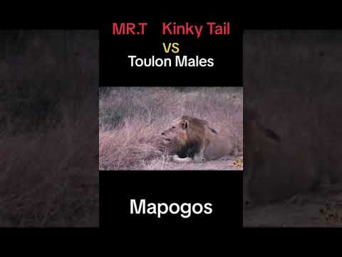 Mr.T and Kinky Tail vs Toulon Males (Epic Battle; 2 vs 3)