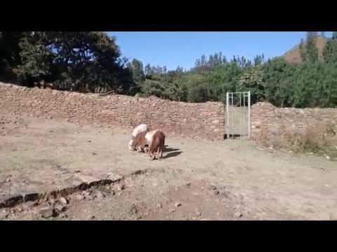 axum MOV 0046