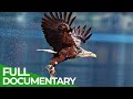 Germany's Wild Birds - Rulers of the Air | Free Documentary Nature