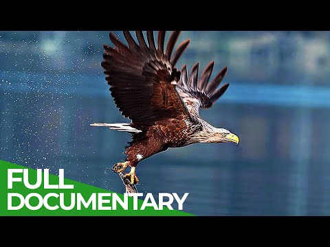Wild Germany The Beautiful World of Birds