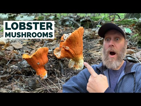 Foraging and Cooking LOBSTER MUSHROOMS | Wild Food Foraging