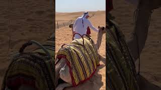 Já andou de camelo? #milhasaereas #milhas #viajar #viagem #travel #dubai #deserto