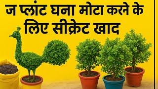जेड प्लांट को मोटा घना तगड़ा बनाने के लिए सीक्रेट#gkgarden #garden#viral #viralvideo #zplant #bonsai