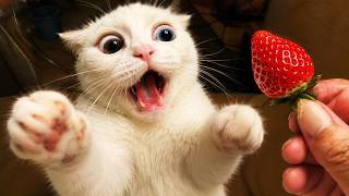 猫のおもしろ動画 😹 | 思わず笑ってしまう可愛い猫たち