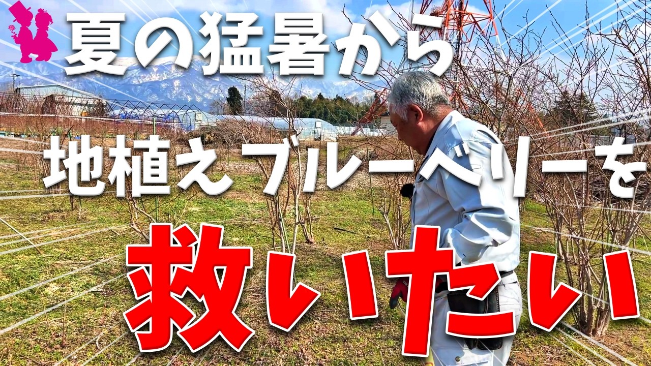 【猛暑対策】ブルーベリーの地植えはこの方法でもっと丈夫に育ちます