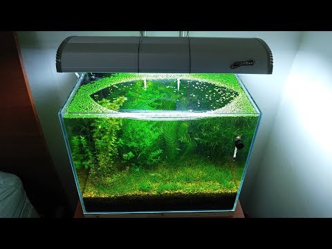 6 Months Update – (Population Explosion) NO filter, NO CO2, NO Ferts 5 Gallon Nano Tank Video