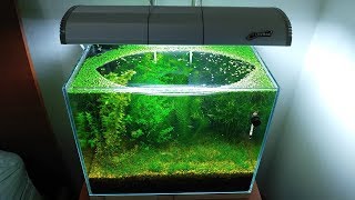 6 Months Update – (Population Explosion) NO filter, NO CO2, NO Ferts 5 Gallon Nano Tank