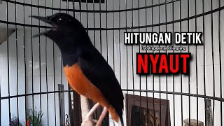 Download lagu murai batu gacor AMPUH buat PANCINGAN murai batu agar bunyi JADIKAN burung murai gacor EMOSI mp3 Download lagu murai batu gacor AMPUH buat PANCINGAN murai batu agar bunyi JADIKAN burung murai gacor EMOSI mp3