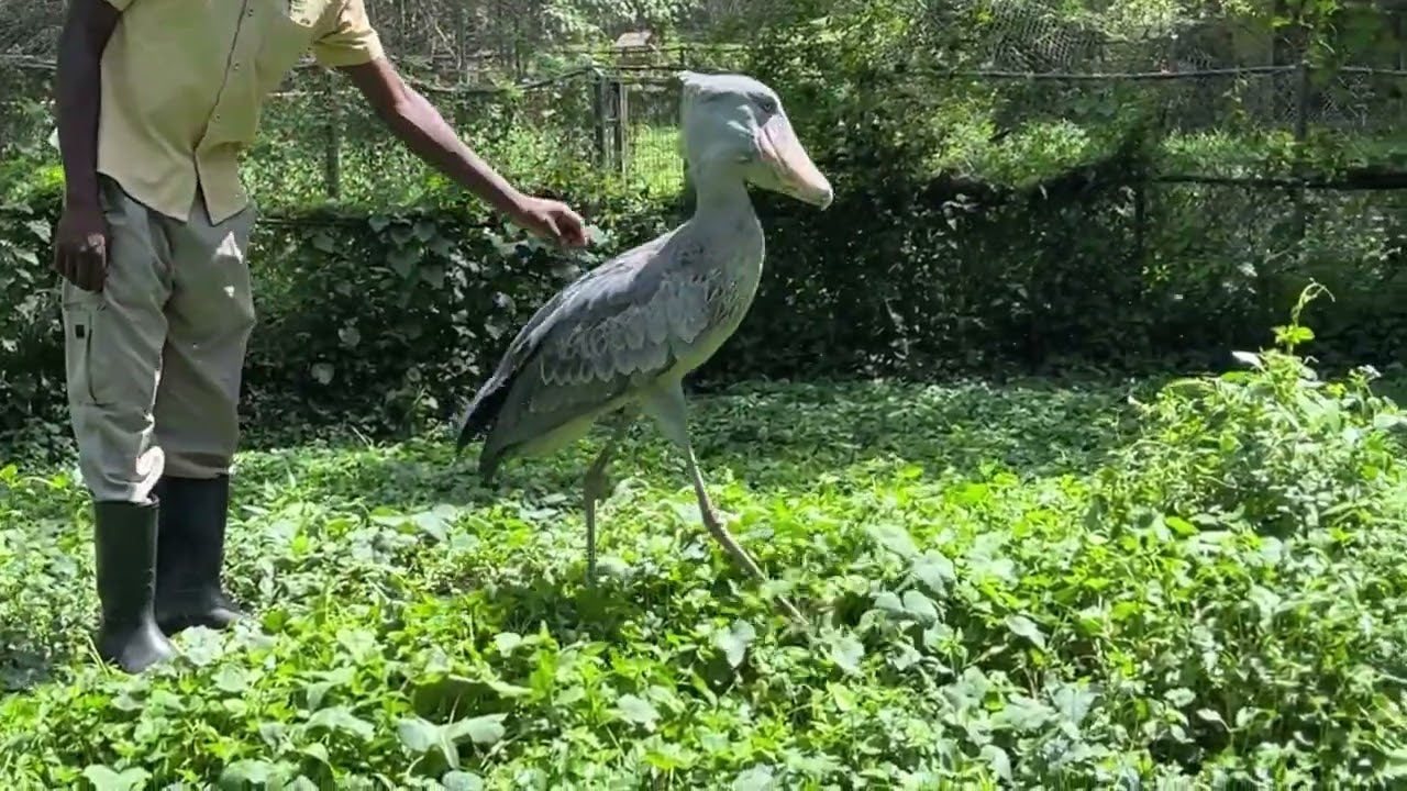 Shoebill Stork Gives His Handler the Cold Shoulder || ViralHog