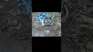 Download lagu wake up the barongan can macanan using firecrackers until he's shocked #bantengan mp3 Download lagu wake up the barongan can macanan using firecrackers until he's shocked #bantengan mp3