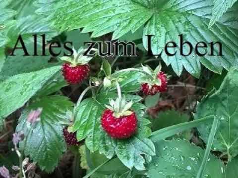 Alles zum Leben 2.Petrus 1,1-15