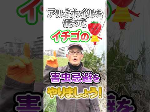 ミツバチを引き付けるための菜園の花