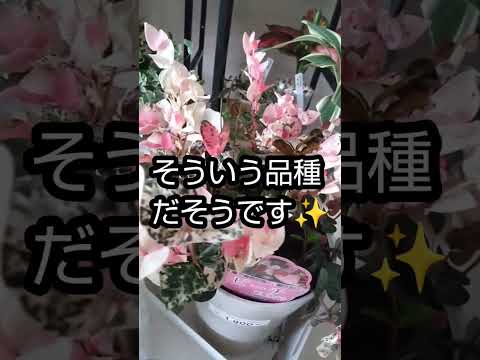 地中海の植物のバルコニーとテラスのラベンダー