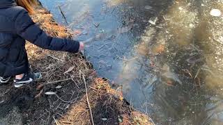子供が凍った川を渡ってたから、俺も凍った川を渡ってみた。