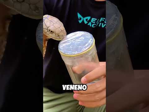 Extracting venom from a king cobra😱#shorts