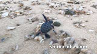アオウミガメの孵化(動画あり)