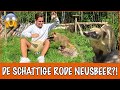 Floris gebeten door neusbeer ? | DierenpraatTV