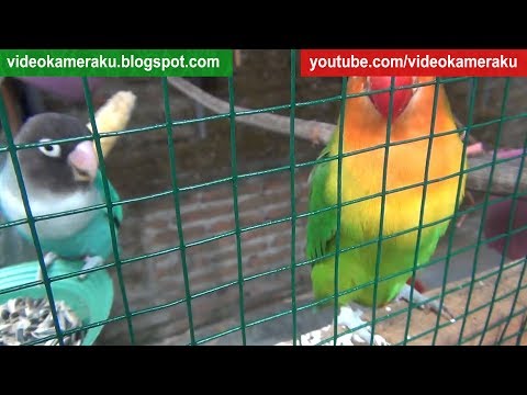 1 Hour Love Birds Sounds High Quality Live Recording V8