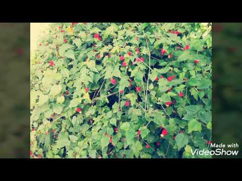 Garden of Ninfa in Italy 🇮🇹