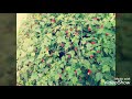 Garden Of Ninfa In Italy