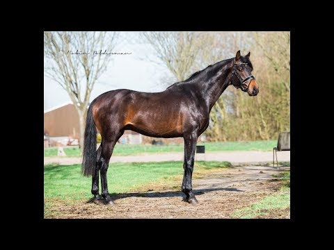 3 yo Stallion by Danciano x Dancer