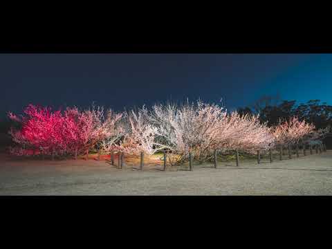 2021年宮崎県児湯郡新富町湯之宮座論梅