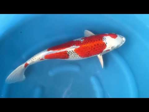 AC18-12 JKS AC - 3Y Female Kujaku 56 cm