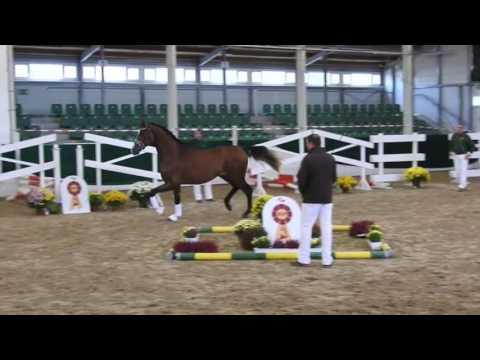 KN 22 v. Escolar - Lauries Crusador xx