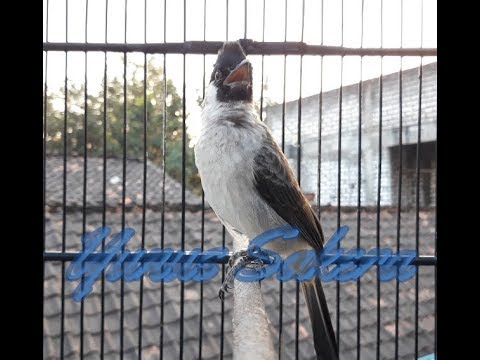 download lagu mp3 mp4 Suara Kutilang Jantan, download lagu Suara Kutilang Jantan gratis, unduh video klip Download Suara Kutilang Jantan Mp3 dan Mp4 Viral Gratis