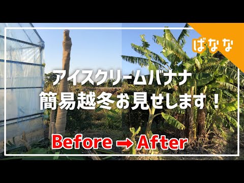 凍ったバナナの木、どうすればいいですか？切ったほうがいいでしょうか？植物を守り、冬を乗り切るためのヒント  庭園