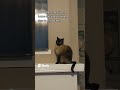 Sianemese Cat Suddenly Became A Model Shorts Cat