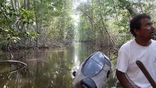 preview picture of video 'A trip through the mangroves of Tilapa, Guatemala'